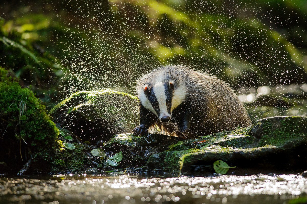 SmartEcologyLtd's tweet photo. Badger sett monitoring surveys involve checking potential setts over a period of time to see if they are occupied by badgers and to classify the type of sett. Methods used include footprint and camera traps and can be undertaken at any time of the year https://t.co/7sHsndxWdR https://t.co/V8JjqEvEvv