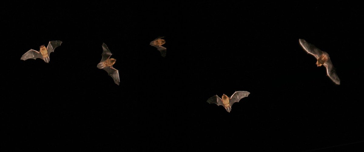 SmartEcologyLtd's tweet photo. Confused about bat surveys? Read our blog! https://t.co/ueNMWGOQ9U #bats https://t.co/sDs10gIzGH