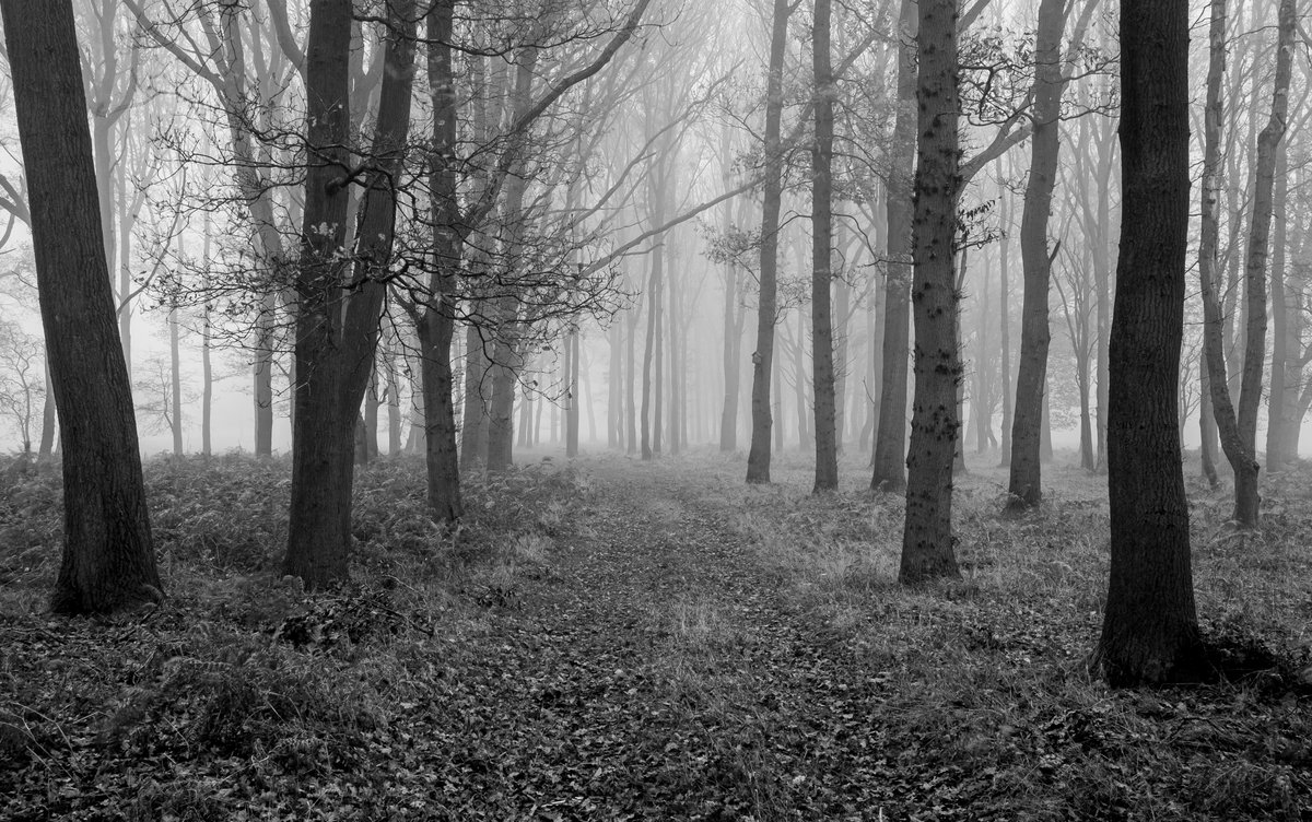 Misty Morning on the Ashridge Estate #ashridge @southeastNT @AshridgeNT #misty #foggy @FujifilmX_UK