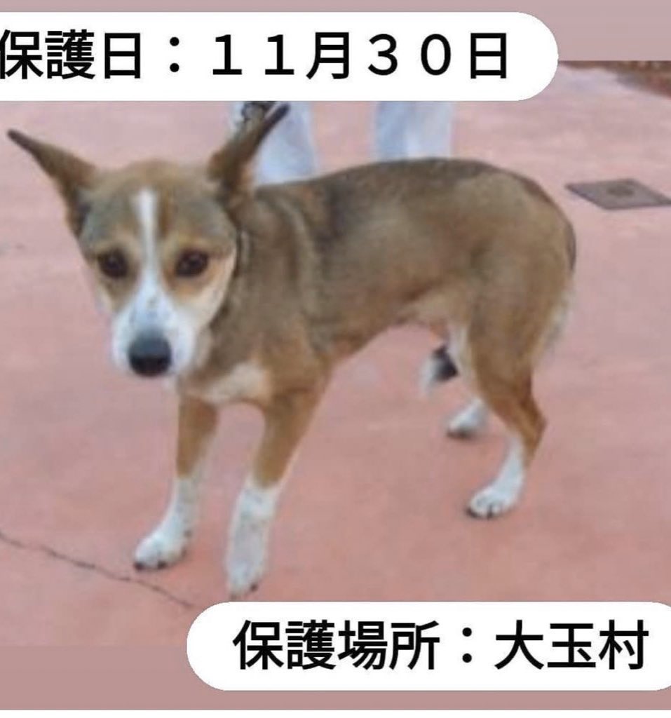 福島県動物愛護センター Twitter Search