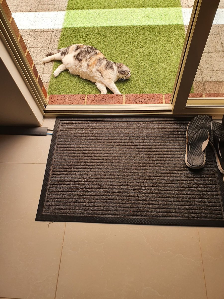 heart_nerd's tweet photo. It's getting a touch warm here. Appears my cat is melting. #weather #suntimefuntime #justanotherdayinWA #scottishfold #catsoftwitter https://t.co/YXcc1n7VB5