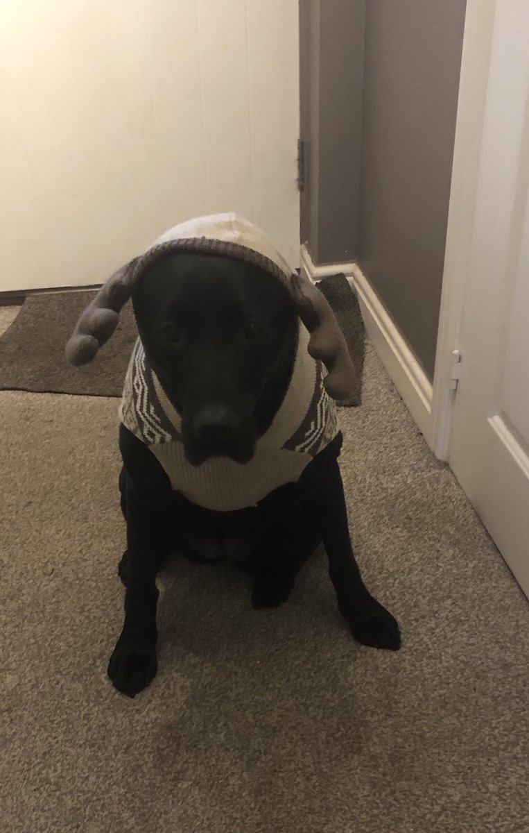 JLew1979's tweet photo. Just when Bonnie thought the worst of 2020 was over #bontent #dogsoftwitter #Christmas2020 https://t.co/LnsAKNqc9C