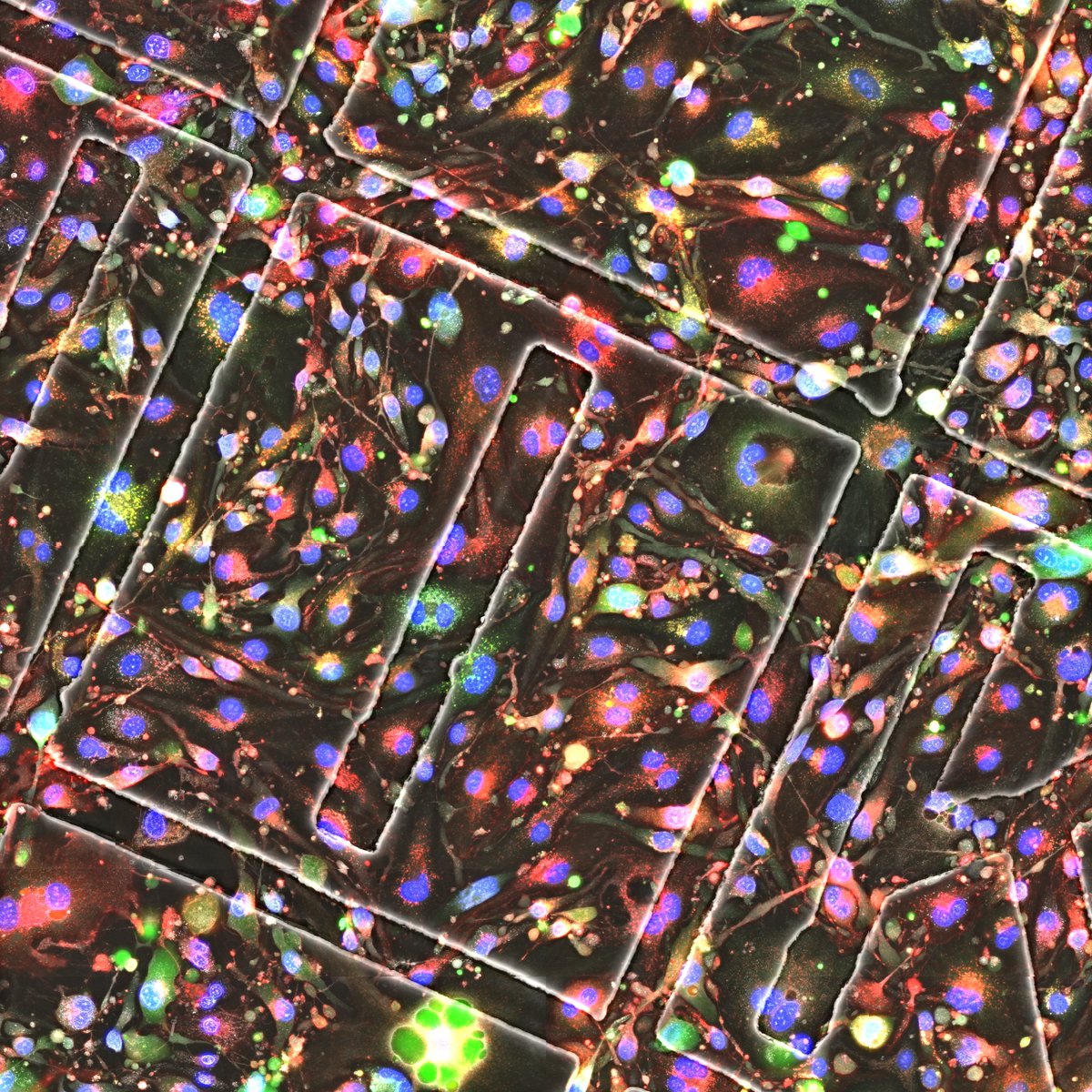 ECarminita's tweet photo. Merry Christmas 🎄🎁🎀and Happy Holidays 💫🎉
Even my Endothelial Cells agree ... 💝@chris_dubois13 
#ILoveMyJob #ChristmasLab #PhDLife #Microscopy #LiveCells #HolidaysTonight https://t.co/teX5LBckR9