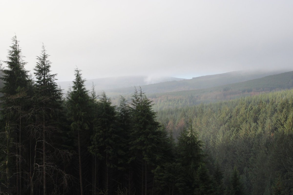 Liam Timmons tweet media