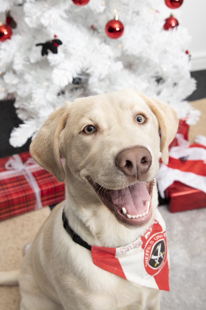 Blade’s first Christmas. 🎅🏻

Little Blade has just completed his first 6 months assessment and his trainers are delighted with his progress. 

You can support Blade and <a href="/supportdogsuk/">Support Dogs</a> this Christmas by texting ‘BLADE 10’ to 70085 to donate £10 to the charity. 🐶