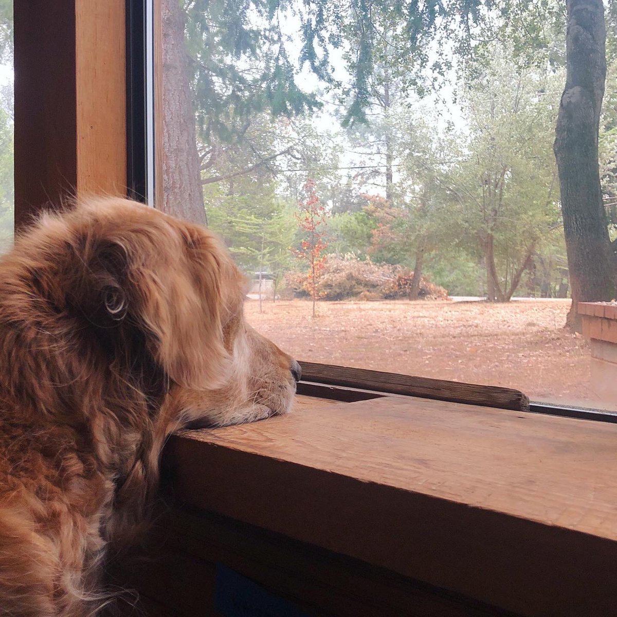 RustyRodas's tweet image. Waiting for Santa got me like...