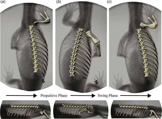 The craziest example of government of waste? Researchers spent funds from National Science Foundation grants worth $1.5 million to walk lizards on a treadmill!