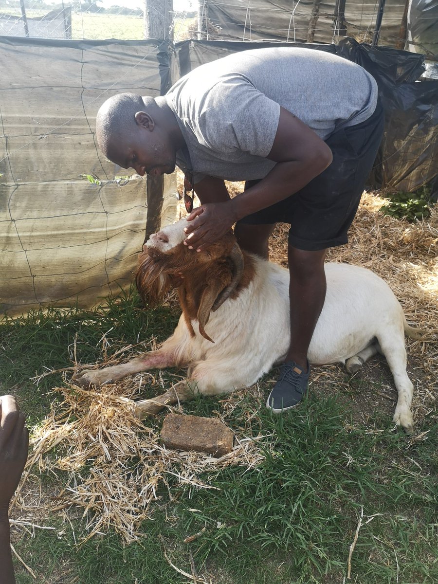 I did all I could to save you my guy... Its unfortunate you didn't make it. What a prolific breeder you were.