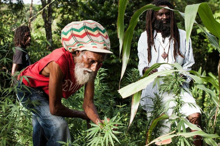растафари субкультура. растаманы (растафари). растаманы (растафари). растафарианство. ямайка канабис.