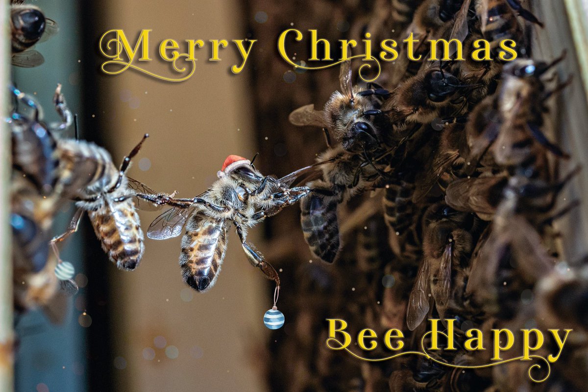 mintyherbert's tweet photo. Hope everyone has a lovely Christmas and Happy healthy 2021 #beekeepershour #bees #beekeeping https://t.co/j2CFpGi1ji