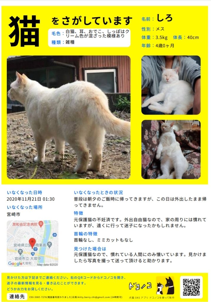 遊牧フウフ 迷子猫探し中 Chithunder1 Twitter