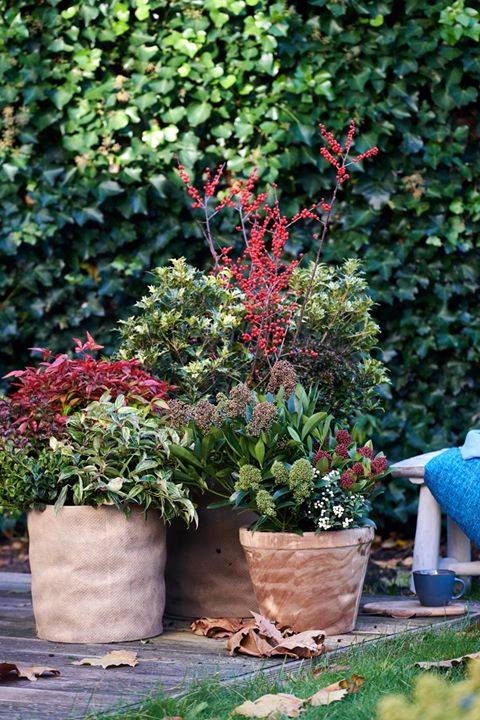 Op zoek naar wat vrolijkheid in de donkere dagen voor kerst? De rode tuinplanten zorgen voor kleur in je tuin! De hulst biedt altijd groen blad en knalrode bessen. Het groene blad blijft de hele winter mooi! #vandijkflora