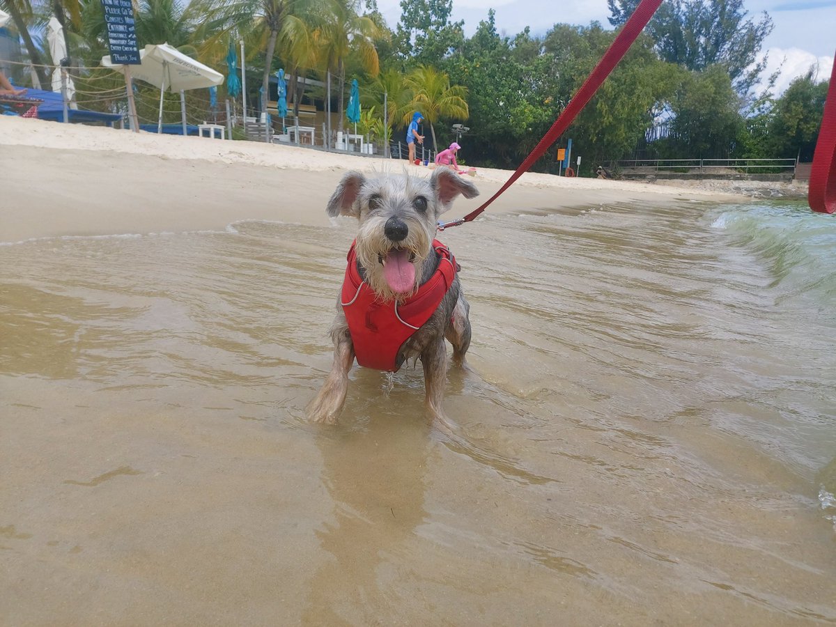 MoustaChiobu's tweet photo. Wondering when I can go to the beach again. #beachpls https://t.co/FvvN6ni1fV
