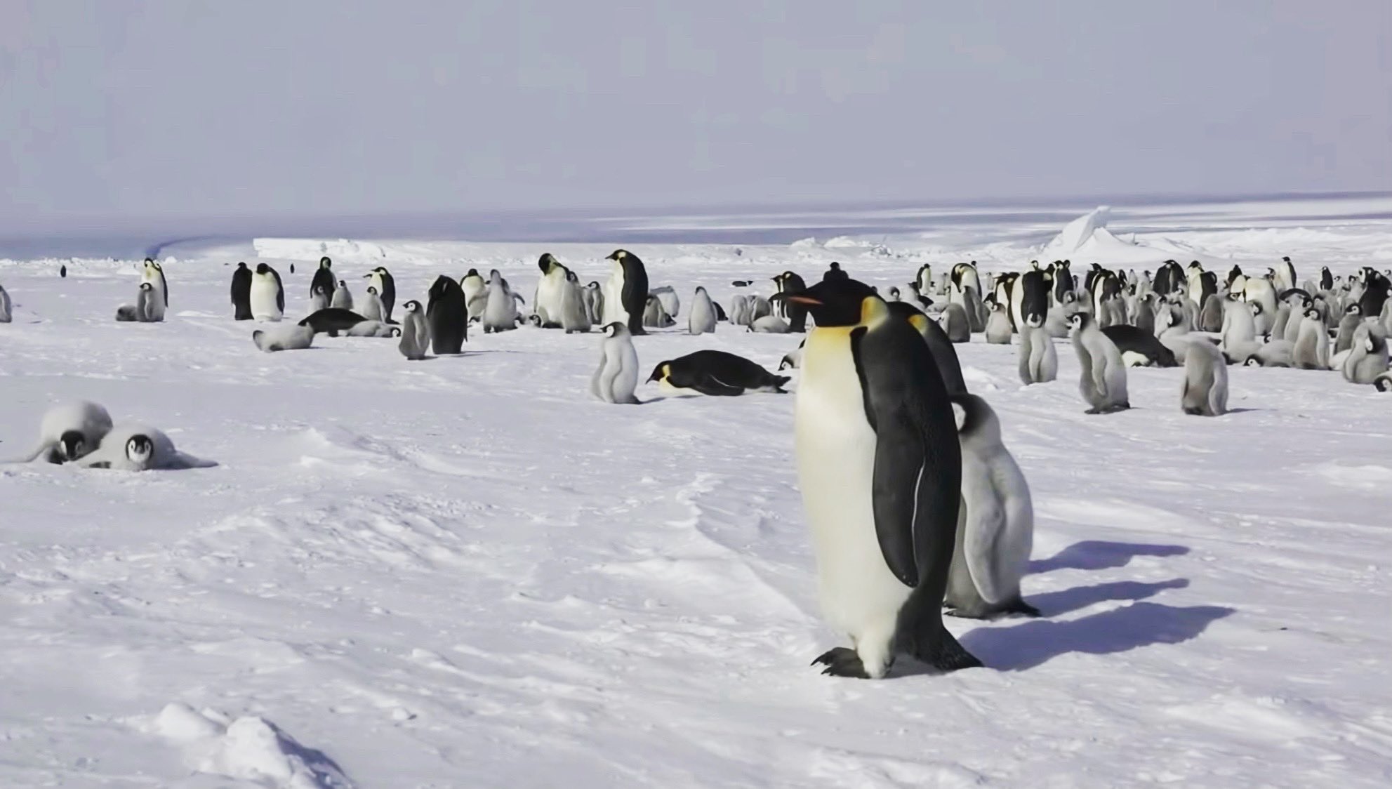 クルーズライフ 南極旅行体験 クルーズライフhpでは南極や北極の動画を公開しています 写真では伝わらないペンギン達の可愛さやクジラの迫力をお楽しみいただけます 動画のページはこちら T Co Oli3i4dqtm 南極 旅行 自然 旅