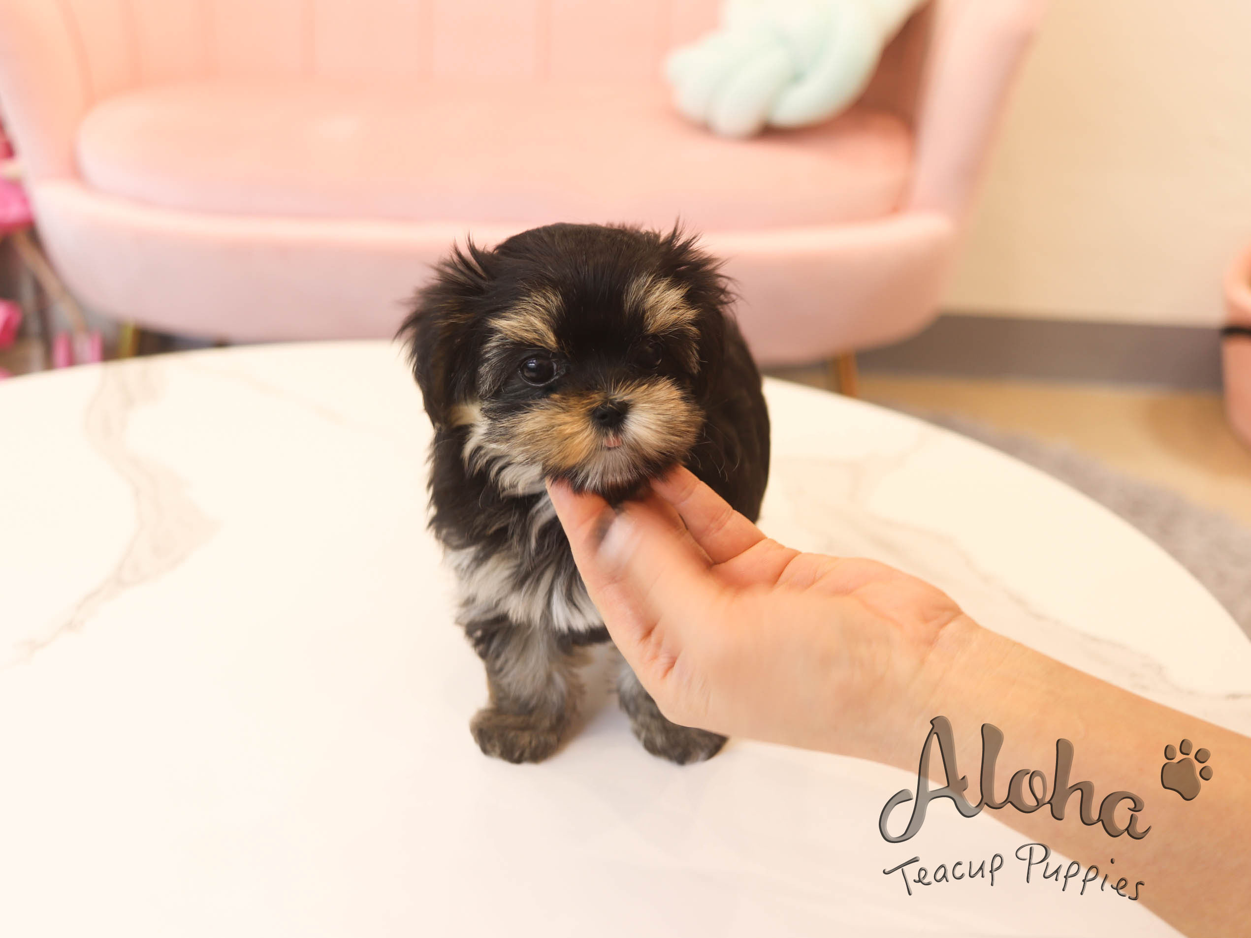 Micro teacup morkie puppies for best sale sale