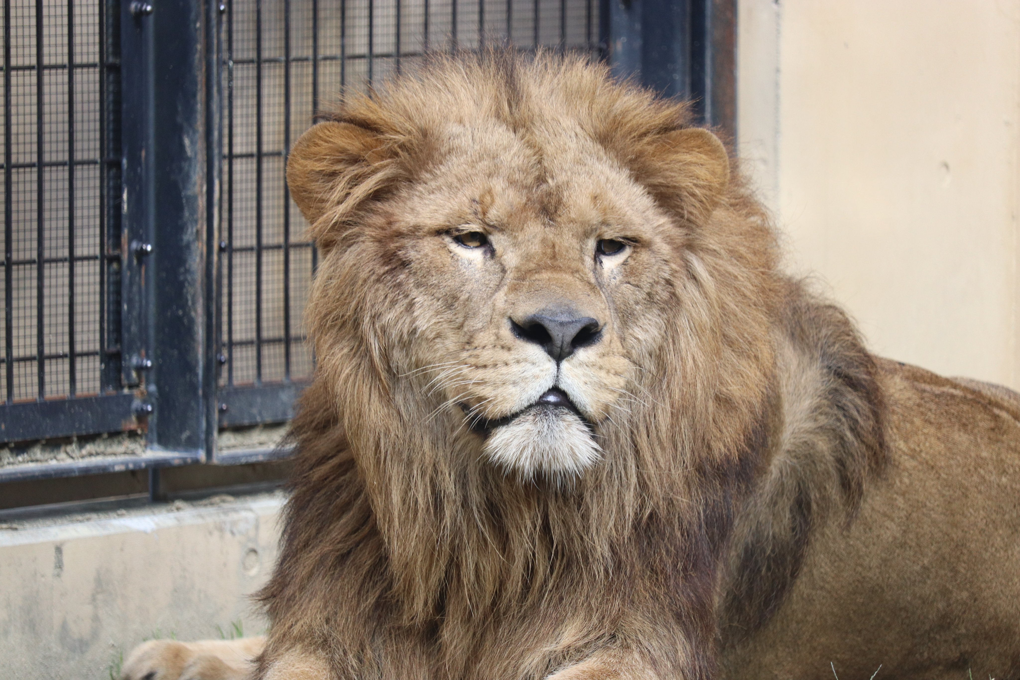 静岡市立日本平動物園 в X: „2020.12.11 #ライオンの飼育日誌 を 静岡市立日本平動物園 в X: „2020.12.11 #ライオンの飼育日誌 を