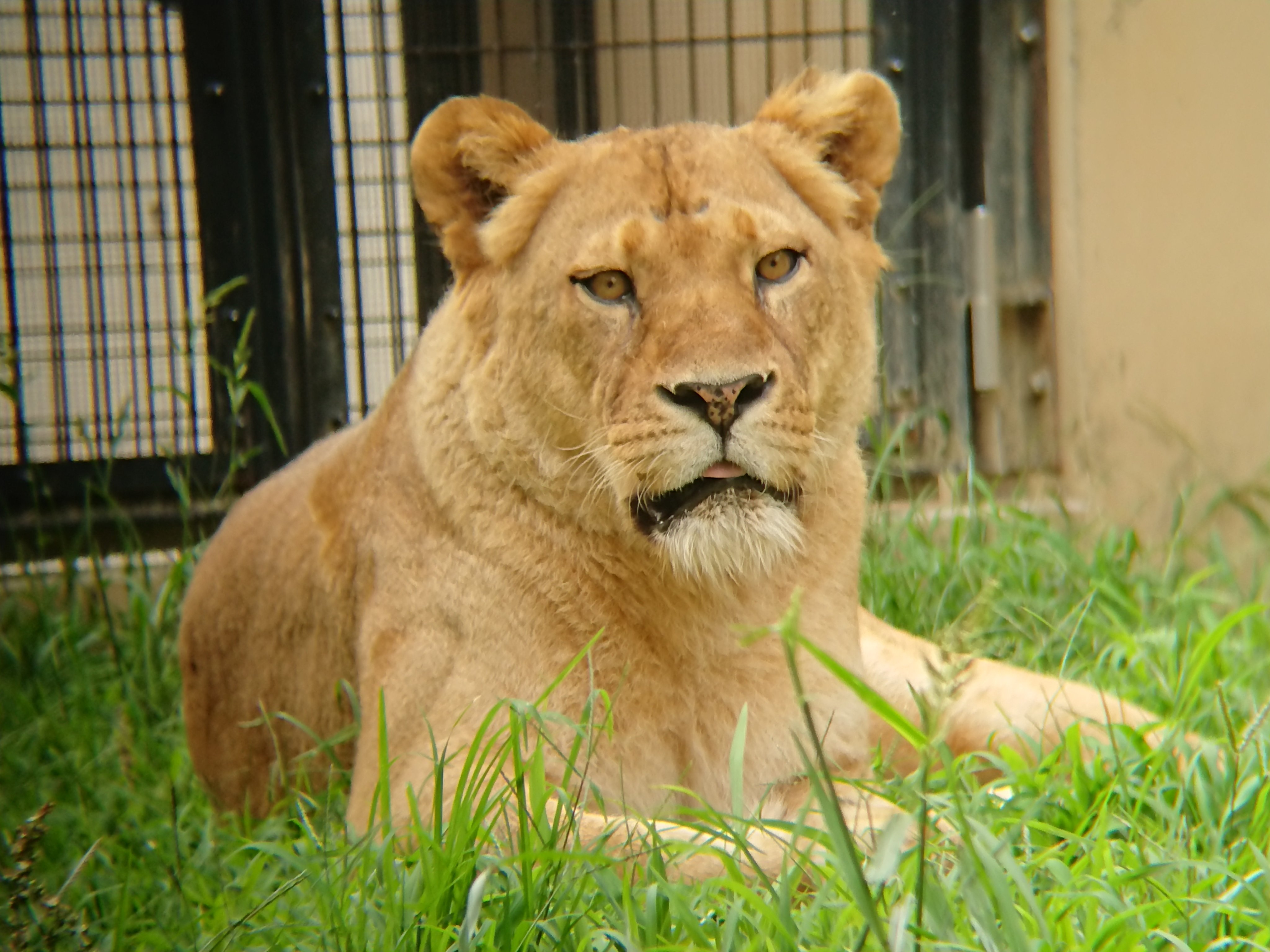 静岡市立日本平動物園 в X: „2020.12.11 #ライオンの飼育日誌 を 静岡市立日本平動物園 в X: „2020.12.11 #ライオンの飼育日誌 を