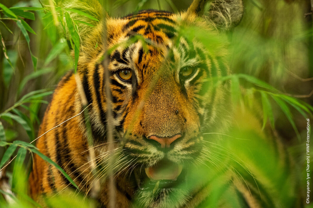 WWF_tigers's tweet photo. 🐯 Fancy a bit of positive news to end the year with? Check out why 2020 gave us hope for tigers 👉 https://t.co/lsSIdRx1m7 

#TX2 #Tigers #WWF #WWFTigers #2020 https://t.co/rqsYbk2HLc