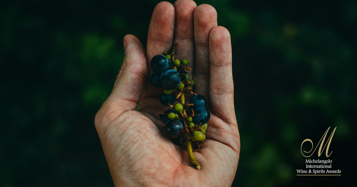 Did you know that the average number of grapes it takes to make a bottle of wine is 736 🍇? However this can vary widely depending on things like grape variety and condition when picked. 

#MichelangeloAwards
#CelebratingExcellence
#WineFactWednesday