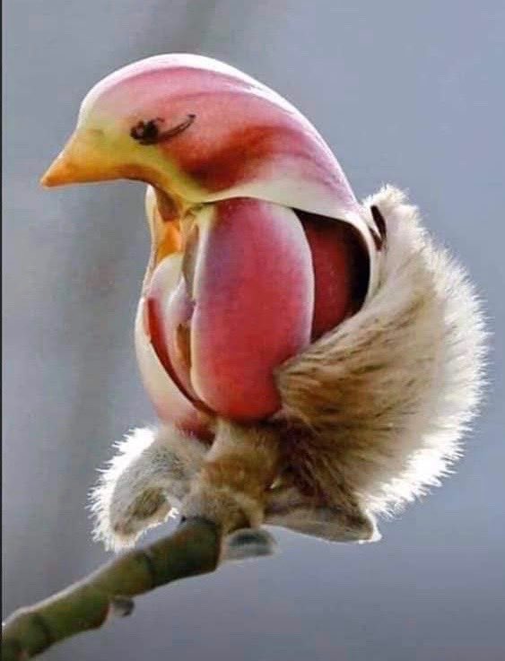 MissKFFleming's tweet photo. Is it a bird or a flower?? #🕊vs🌸 https://t.co/7mV9dUZyW4