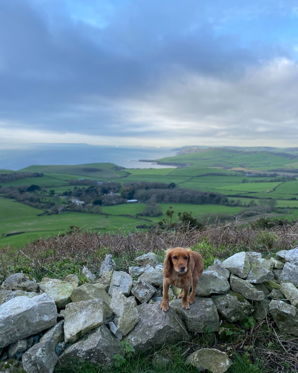 Christmas is a great time to get out for some amazing walks, and this year more so than ever! We've put together a list of a few of our favourite Dorset Walks. Grab the pooch and a flask of Dorset Tea and get on your way! dorsettea.co.uk/brewing-blog/a…