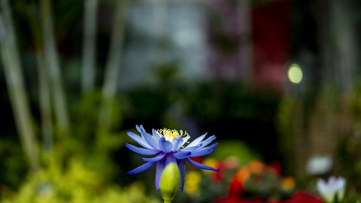 温室の中で　in a greenhouse
#waterlily #tropicalwaterlily #greenhouse #mizunomori #botanicalgarden #kusatsu #shigatoco #shiga #睡蓮 #熱帯睡蓮 #温室 #ロータス館 #みずの森 #みずの森水生植物園 #草津 #しがトコ #滋賀