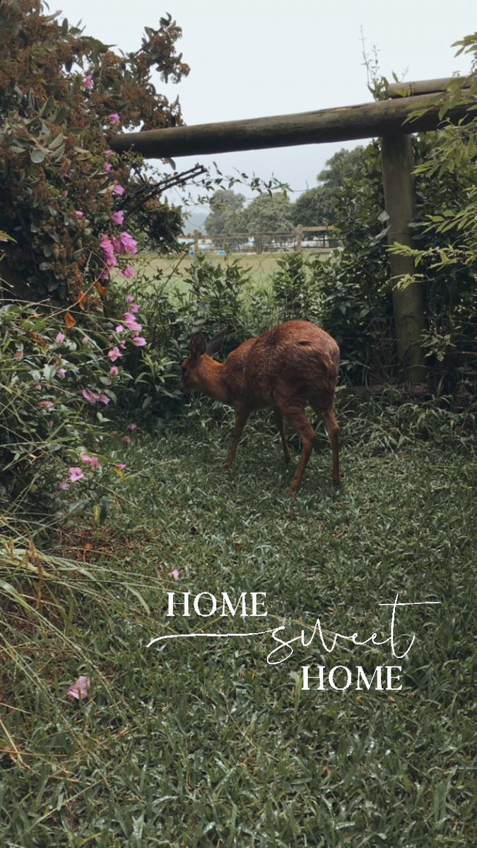 Kudu , our tame Grysbokkie 💜