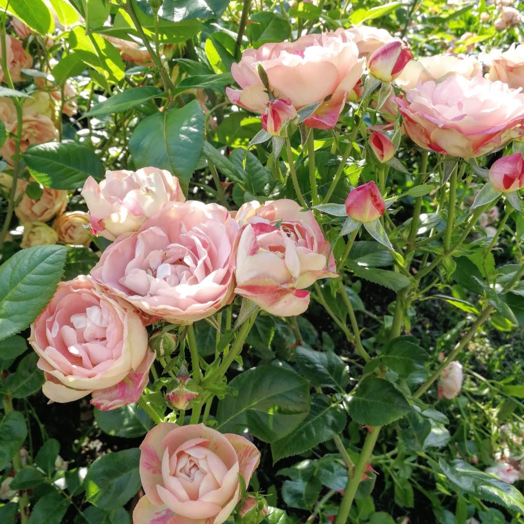 天空のバラ園 園主 お仕事溜まってますが 筋トレを優先する園主をどうかお許しください ジムの仕事終わったら今日ははよかえりたい 右上から時計回りにイザヨイバラ ウィズリー エヴリン アクロポリスロマンティカ 天空のバラ園 Tlを花で