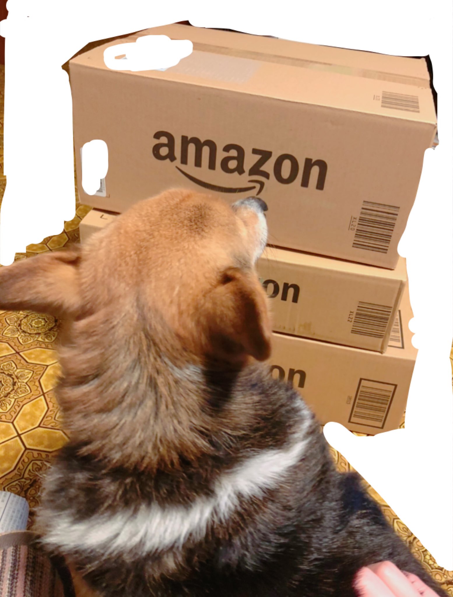 いりたまごべつこ 北国の梟ちゃんありがとう 私はイラスト代を君がboostしてくれた分で良いって言った気がしたんですけど 気のせいだったのカナ あまりの量に犬がビックリしていました 割とマジで家が極寒で死にそうだったので電気毛布に包まり