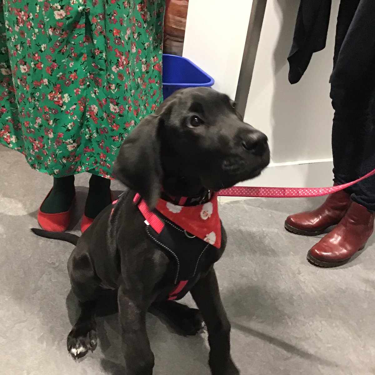 BerthaParkPS's tweet photo. @BerthaParkHigh We had some furry visitors to school today. Cuteness overload. 😍🥰 #therapets https://t.co/r3u14Vfdkz