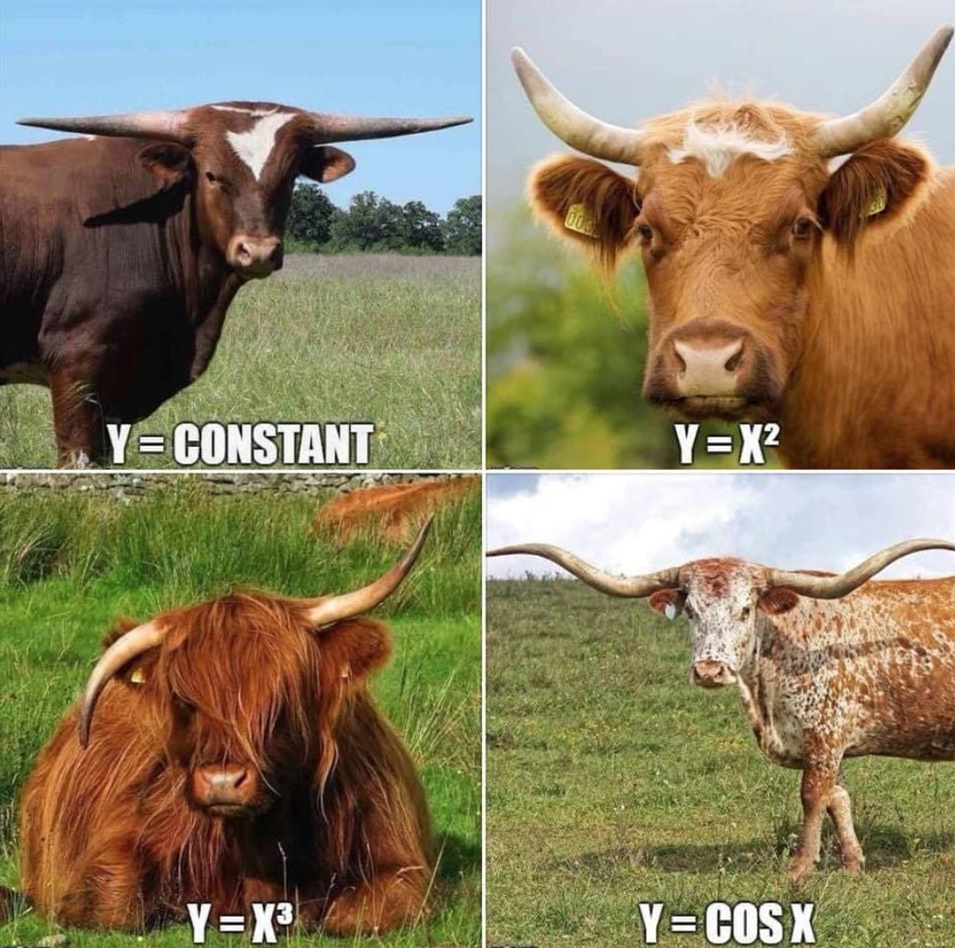 weird_sci's tweet photo. Cowculus. https://t.co/rd3rTQHXcJ
