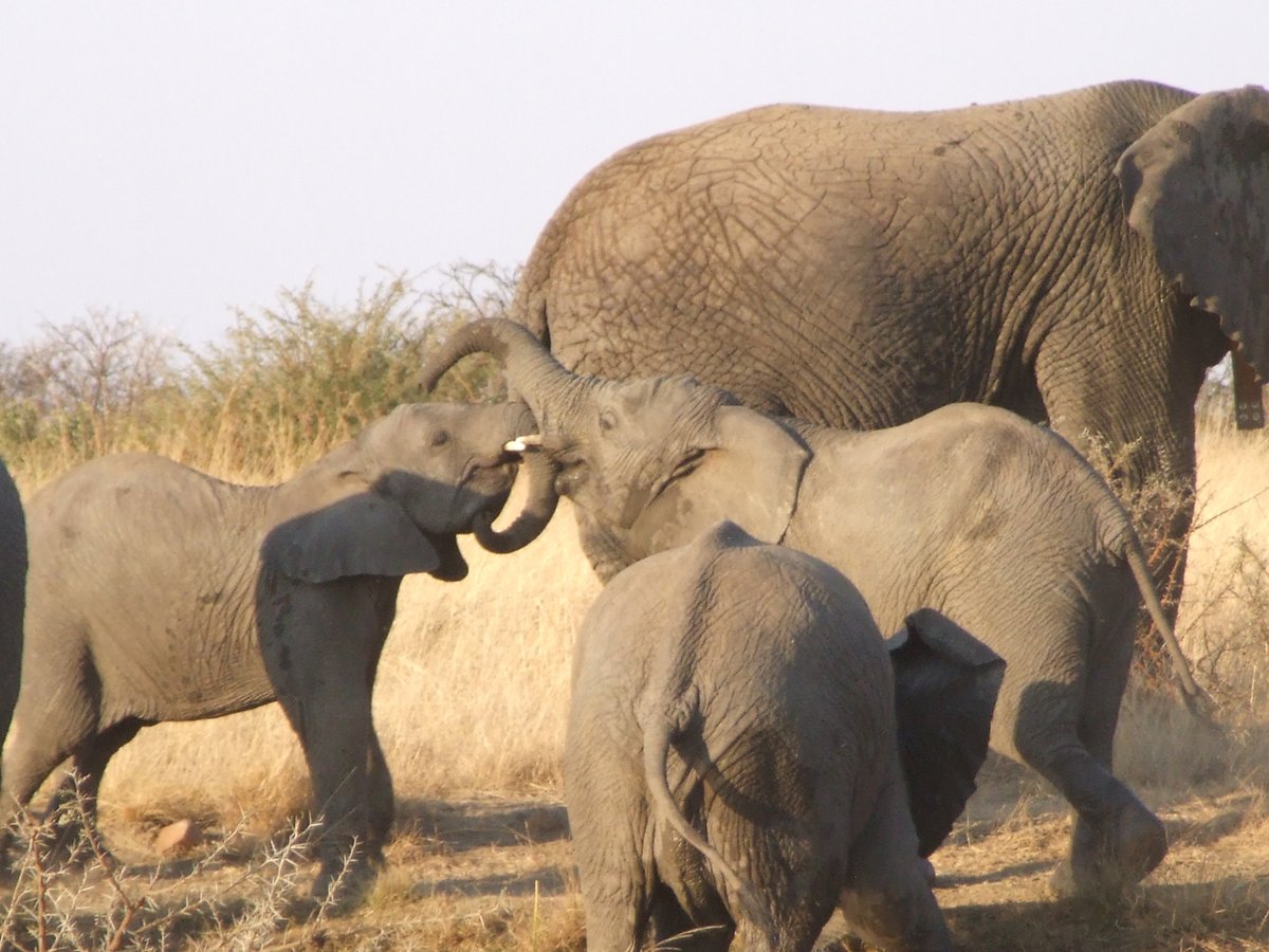 SafariKZNMark's tweet photo. Its #WildlifeWednesday & oh to be in the bush
#kwazulunatal #southafrica #africa #travel #travelblogger #traveling #destinationexpert #safari #safariadventure #roadtrip #holiday #wildlifeholidays #wildlife #wildlifeconservation #big5safari #elephant https://t.co/ZT1IZBWOd5