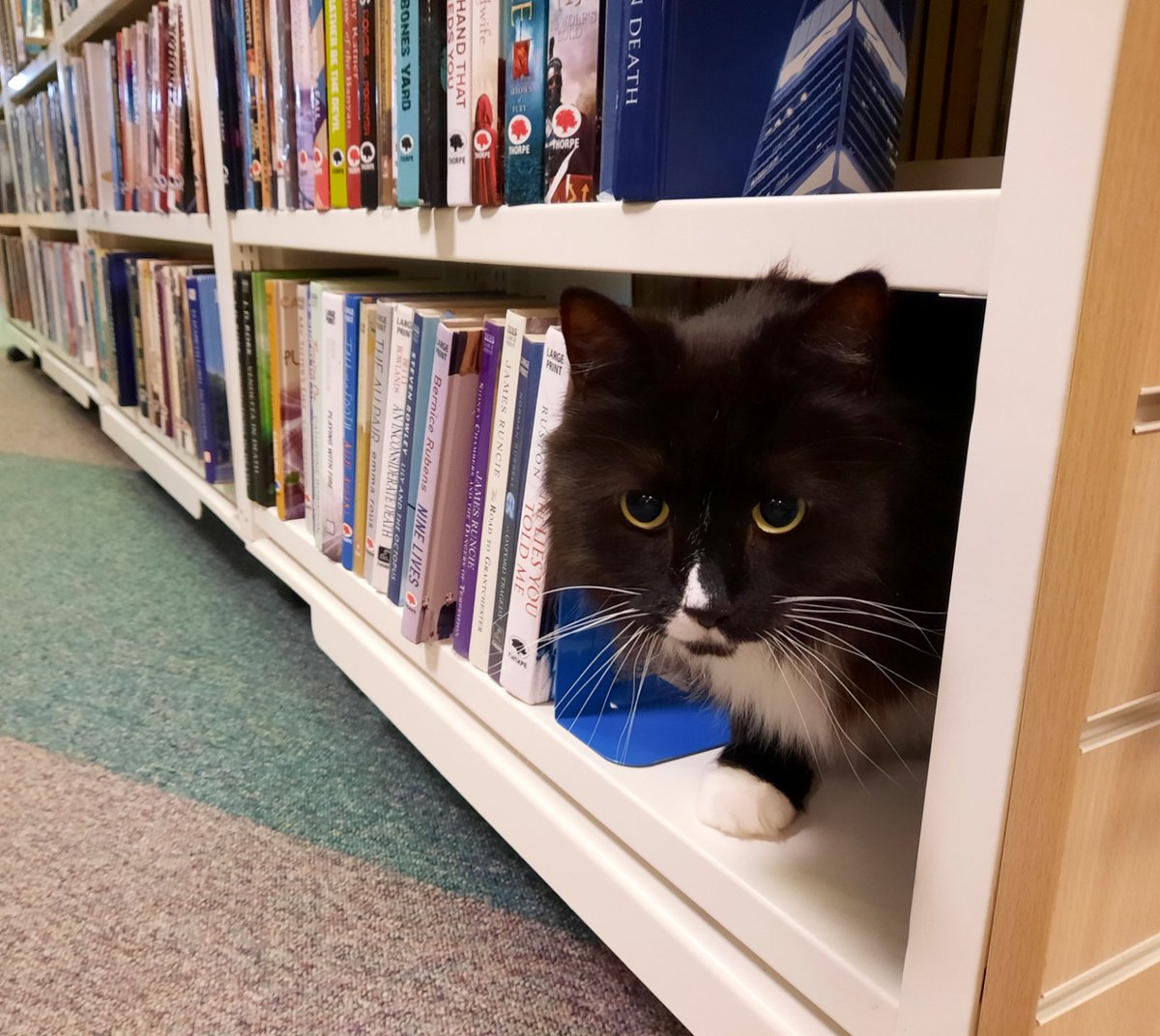We have an announcement.

There is a cat in the library.

We repeat.

👏There👏is👏a👏cat👏in👏the👏library👏