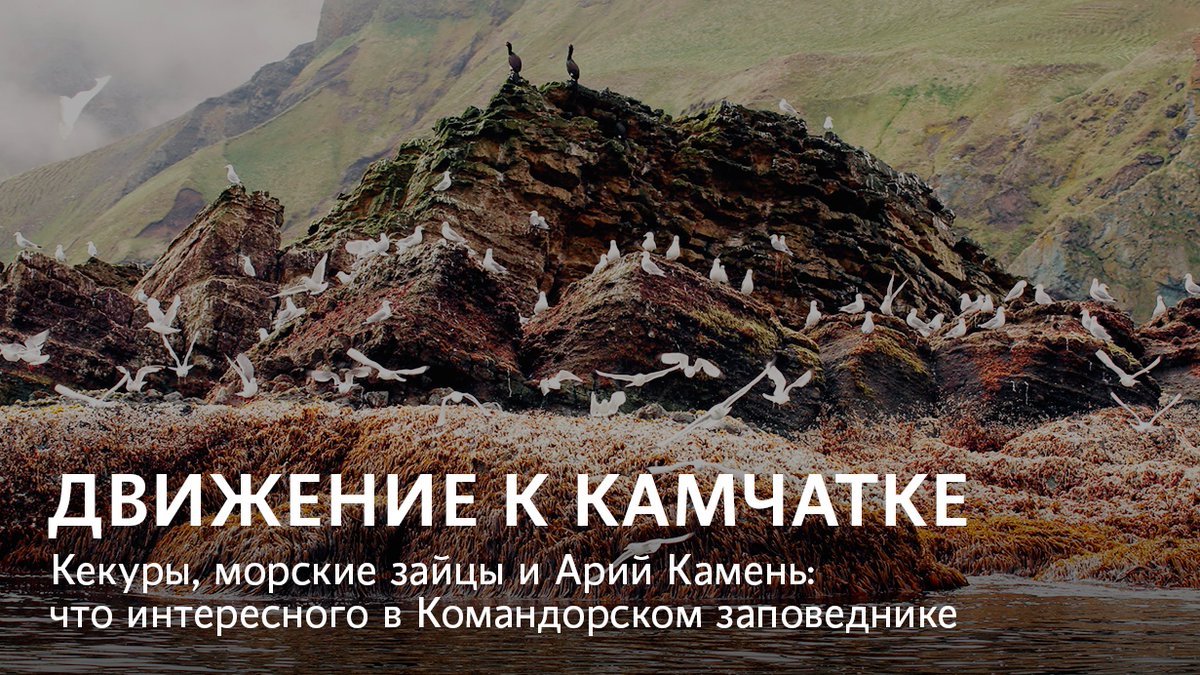 media_dv's tweet photo. На Командорских островах стоит побывать хотя бы однажды. Территория архипелага является домом для редких видов растений и животных, которым удалось уцелеть только благодаря уникальным погодным условиям. Почитайте об этих удивительных местах и их обитателях https://t.co/lWINXoLCky https://t.co/bU5Pq1uu8T