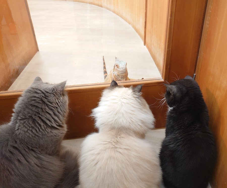 22年版 茨城県でおすすめの猫カフェ6選 かわいい猫がたくさん 猫カフェナビ