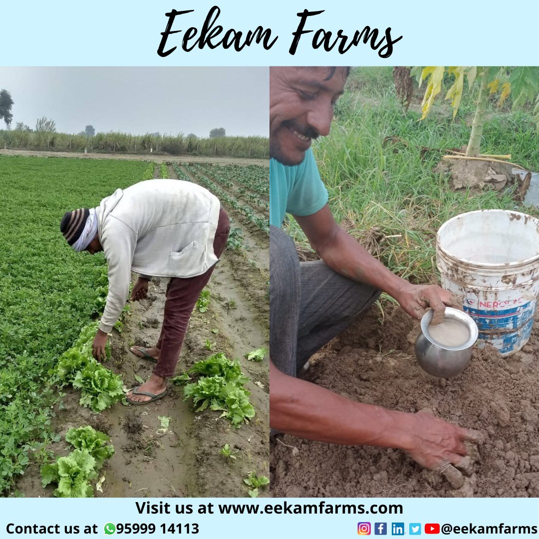 EekamFarms's tweet photo. Let's take a moment and be grateful for all the lion hearts who work day &amp; night to get us food every single day.
Happy Farmer's Day!

Join us and encourage natural farming:
https://t.co/AlPX5u4bQl

#healthy #farmersday #farming #farmtofork #natural #freshfood #knowyourfood https://t.co/FzwdT9Pi1f
