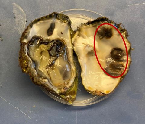 I oktober hittades stillahavsostron, med mörka blåsor på insidan av skalen, utanför Lysekil på västkusten. Orsaken: den invasiva, främmande och skalborrande havsborstmasken Polydora websteri. bit.ly/3aAYMal #invasiva #stillahavsostron