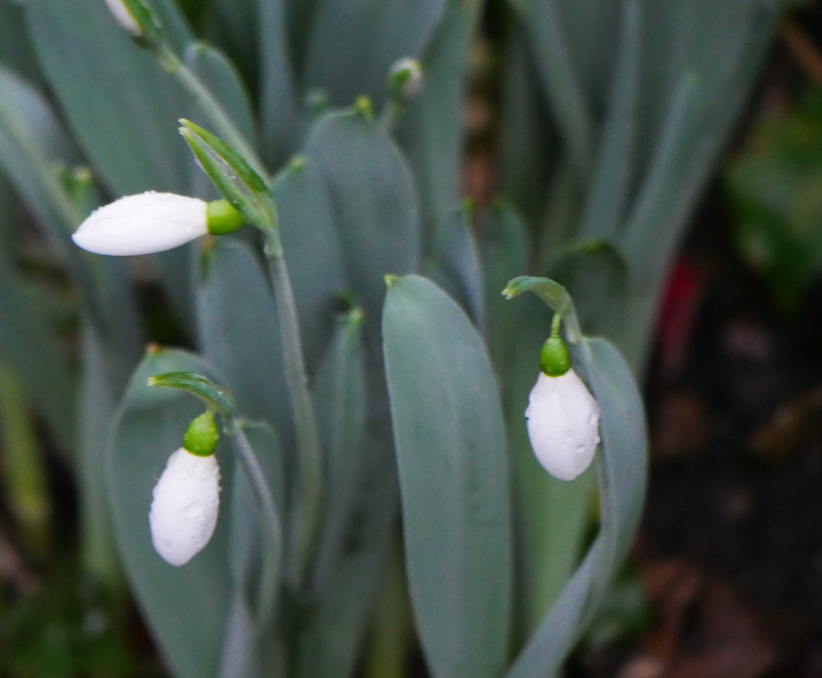 GlennHutton2's tweet photo. It maybe midwinter, but snowdrops are trying to bring some joy https://t.co/4ZDlmV2Sut