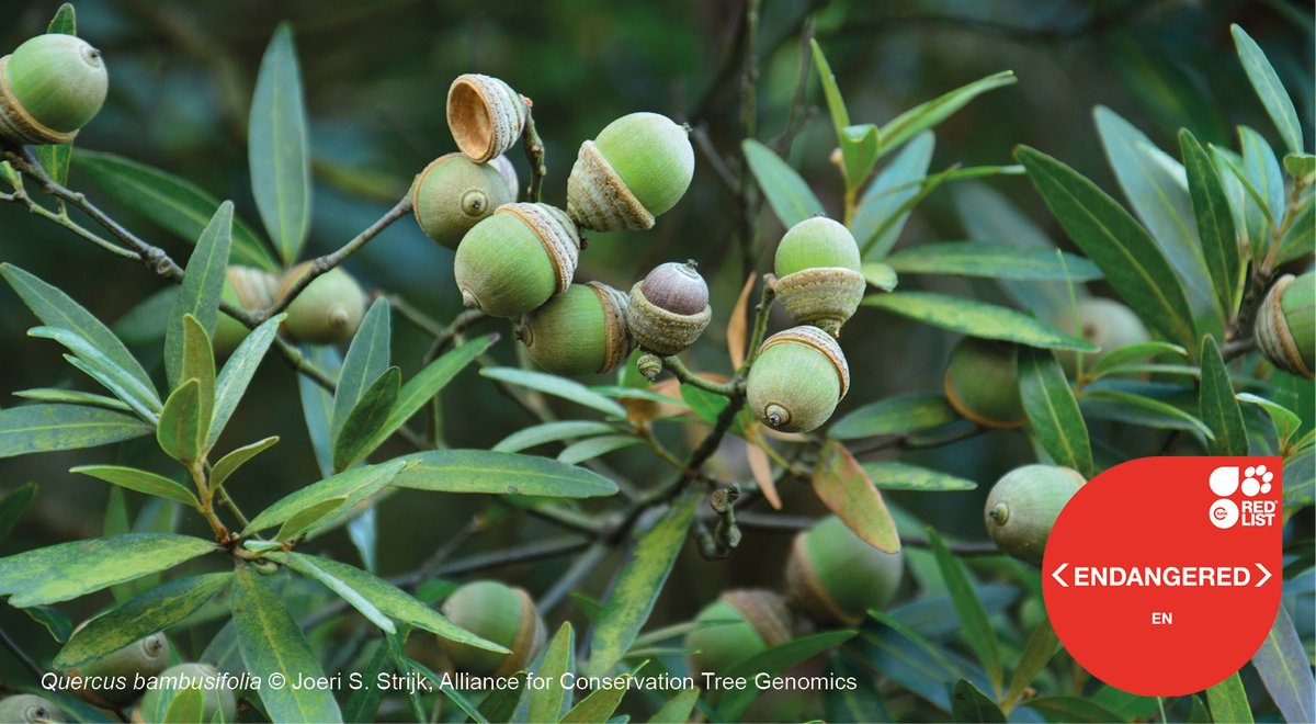 IUCNRedList's tweet photo. Almost one third of oak tree species are threatened with extinction, a comprehensive assessment of oaks worldwide has revealed. 

Learn more in The Red List of Oaks 2020 @MortonArboretum, @bgci, @GTA_GTSG: https://t.co/jgz2Rr6wIk https://t.co/vMiaTNh0B1
