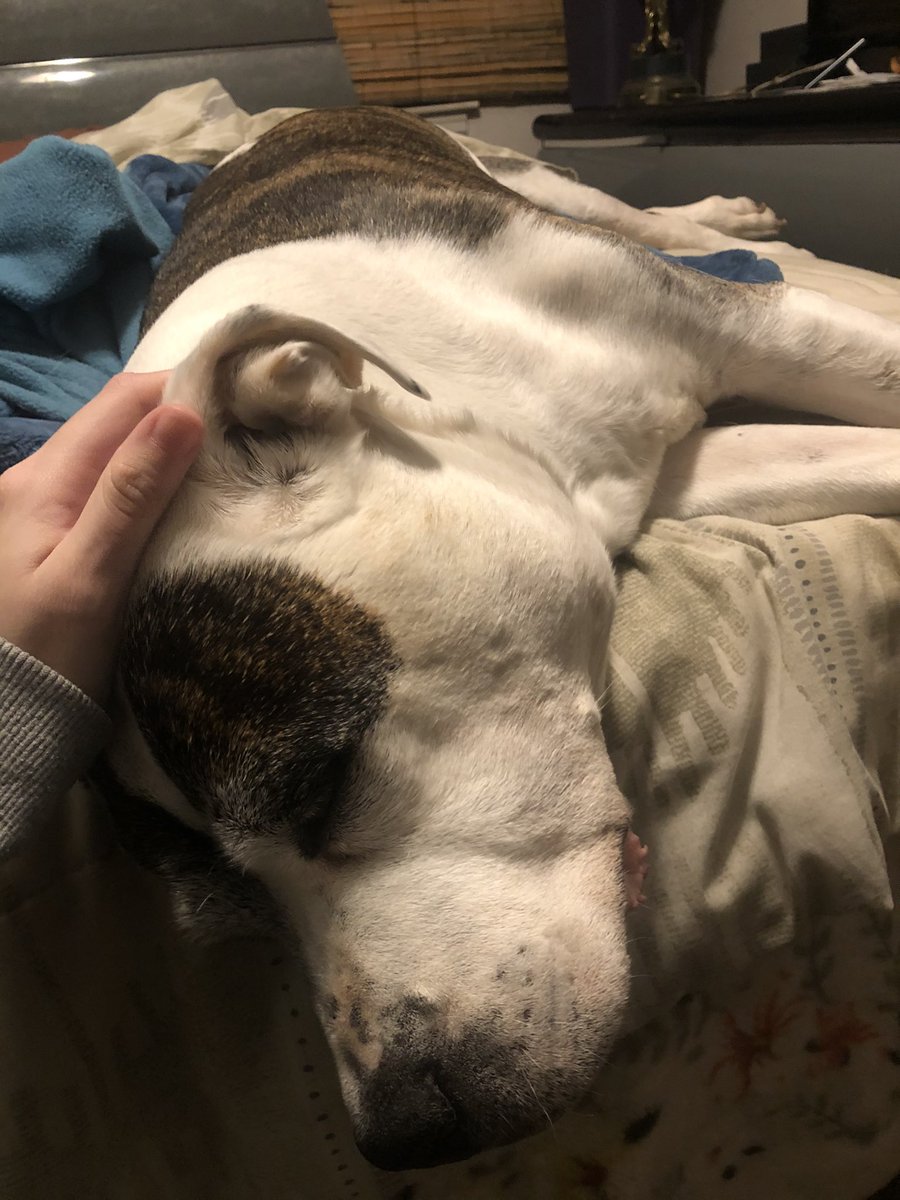 NeaTheRealKilla's tweet photo. My dog passed away approx. 2am. He was a good boy till the very end. I love you. 👼🏻❤️ https://t.co/T3U3pT0lzj