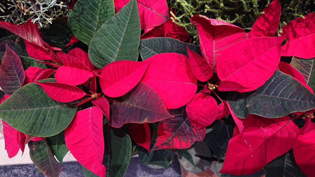 ショウジョウボク