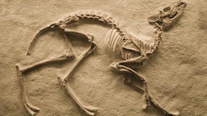¿Cuando ilustras un animal prehistórico recién descubierto, cómo sabes cómo representarlo si sólo se conocen los huesos? <a href="/metazoastudio/">Hugo Salais</a> te lo explica en este post Illustraciencia #paleoarte #ilustracioncientifica cc <a href="/FECYT_Ciencia/">FECYT</a> illustraciencia.info/que-tienen-en-…