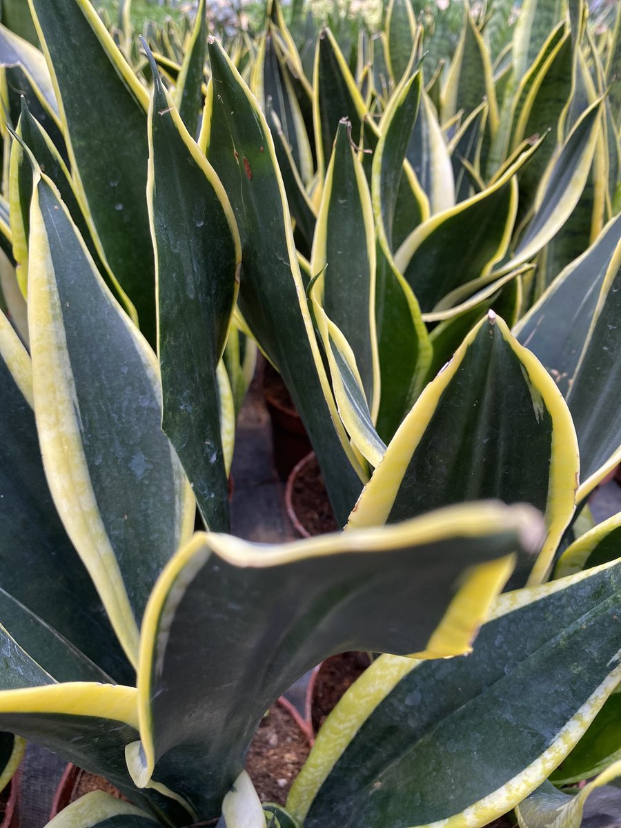 Share your favorite plant with us! This is mine👇🏼 #Plant #snakeplants #succulents #Christmas2020 #COVID19 #hobby