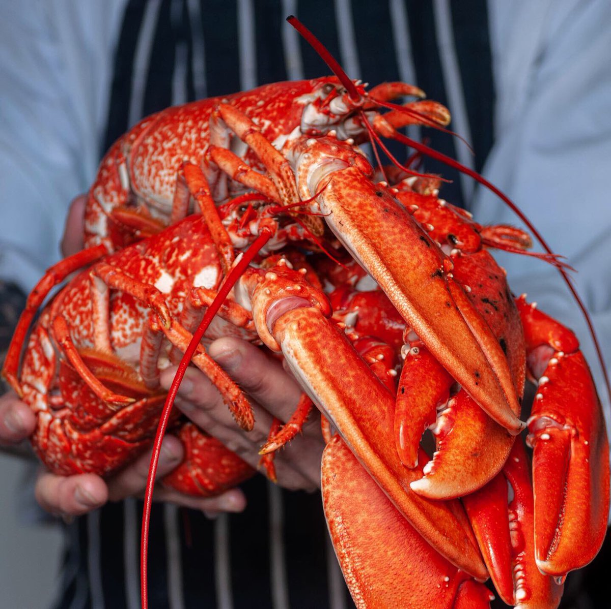 LOBSTER | CRAB ? 
Such a treat on Christmas Eve or for any deluxe special occasion. 
We have plenty on our fresh fish counter. We’re open right through to 1pm on the 24th.

Lots of our fish is caught by British Day boats off the coast of Cornwall and Devon, 
01373 831641