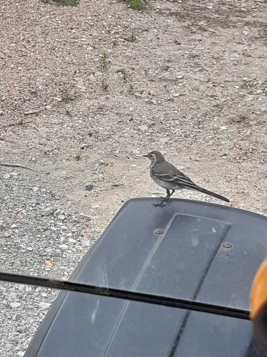 <a href="/FrankPKuijpers/">Frank Kuijpers</a> Meten is weten.
#beheermonitoring op de #ANLb akkerranden in de <a href="/provzeeland/">Provincie Zeeland</a> word gedaan door deelnemers zelf én door vrijwilligers van de lokale vogelwerkgroepen. 
Leuk, belangrijk en leerzaam!!
<a href="/PolderNatuurZ/">PolderNatuurZeeland</a> <a href="/BoerenNatuurNL/">BoerenNatuur</a> #biodiversity