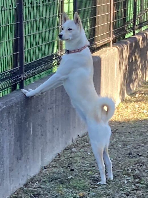 保健所で殺処分待ちだった子犬 ドッグラン付きのマンションで飼ったら怪物みたいになった つよそう めっちゃムキムキやん Togetter 保健所で殺処分待ちだった子犬 ドッグラン付きのマンションで飼ったら怪物みたいになった つよそう めっちゃムキムキやん Togetter