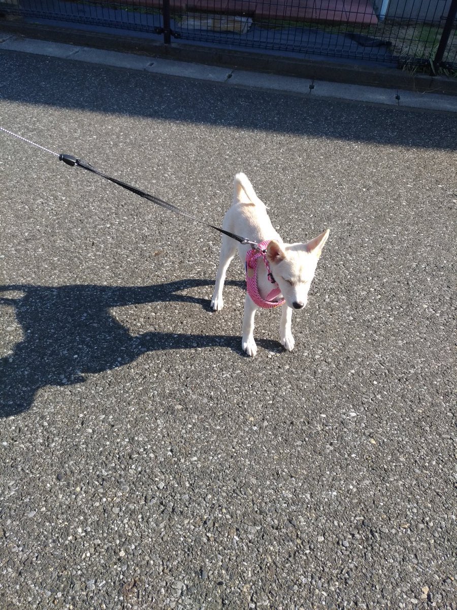 保健所で殺処分待ちだった子犬 ドッグラン付きのマンションで飼ったら怪物みたいになった つよそう めっちゃムキムキやん Togetter 保健所で殺処分待ちだった子犬 ドッグラン付きのマンションで飼ったら怪物みたいになった つよそう めっちゃムキムキやん Togetter