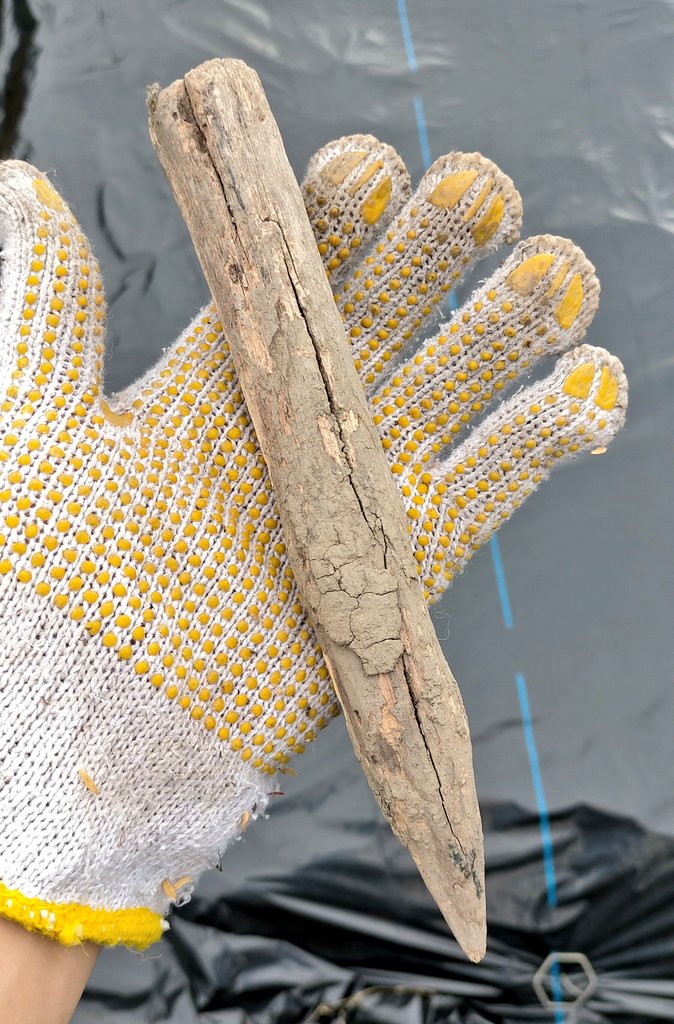 遠山家住宅 京都亀岡 種や苗を植える穴を開ける杭 名前のない道具シリーズです 尖った方を地面に刺して ちょうど良いサイズの穴を開けることができます 先が丸くなってくるとナタで削いで尖らせます T Co Qu9ptant7t