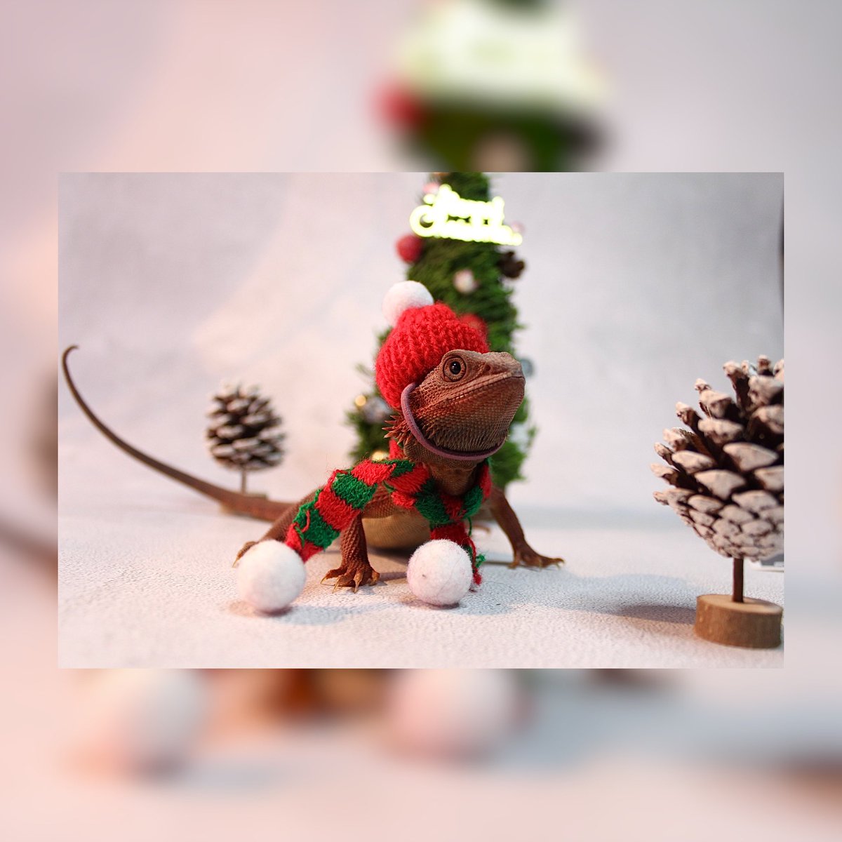 Reptile_owner's tweet photo. Santa 爸爸仔🎅🏻
🎄
🎄
🎄

#merrychristmas #merrychristmas🎄 #happyday #happyvacation #celebration #celebstyle #christmas #christmatstree🎄🎄🎄🎄 #phtogarphy #reptileowner爬僕 #reptileownersofinstgram #handsomeboy 

#你睇下我個樣 
#幾靚仔😎 https://t.co/Xz18vauG51