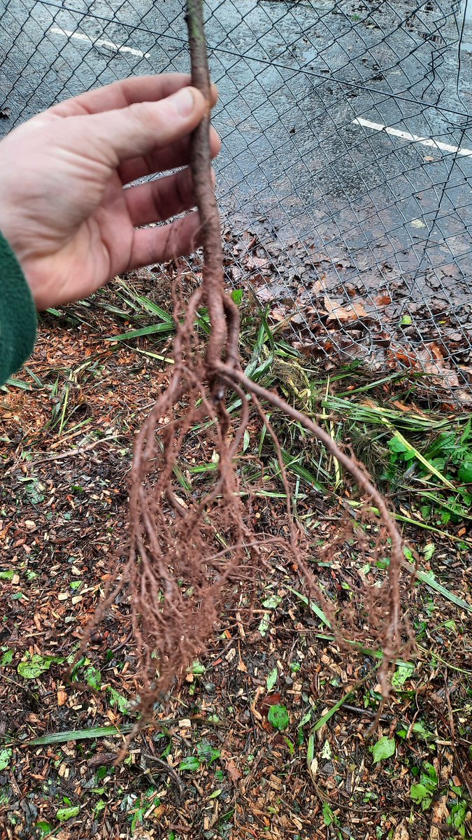 Bareroots are most common. Field grow before being 'undercut' and removed and bagged. They are cheaper of the two. I'd say harder to plant well of the two option though as its tricky to complete avoid 'J rooting' , where skinny roots end up heading up rather than out and down.